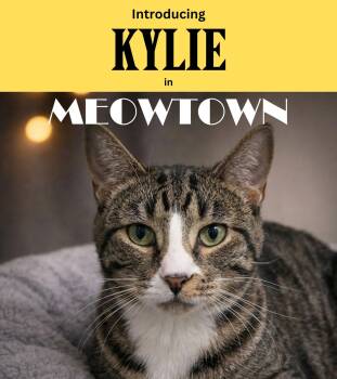 Domestic Short Hair Cats Available for Adoption - Kylie | PetCurious