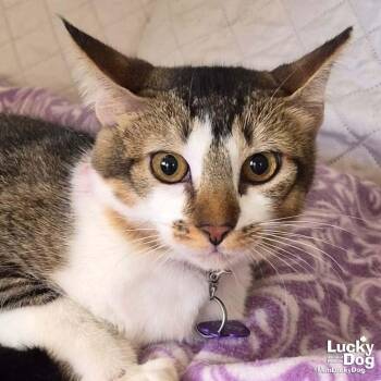 Domestic Short Hair Cats Available for Adoption - Maria | PetCurious