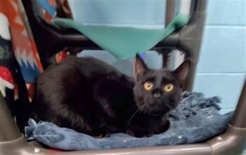 TREVOR -  Domestic Short Hair Cat for Adoption in Peoria, Illinois - TREVOR | PetCurious