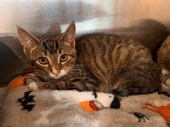 Zim -  Domestic Short Hair Cat for Adoption in Peru, New York - Zim | PetCurious