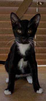 Jakey -  Domestic Short Hair Cat for Adoption in Cleveland, Oklahoma - Jakey | PetCurious