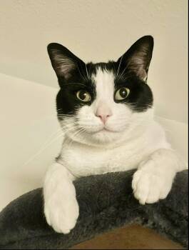 Tokyo courtesy post long term foster needed -  Domestic Short Hair Cat for Adoption in Laguna Niguel, California - Tokyo Courtesy Post Long Term Foster Needed | PetCurious