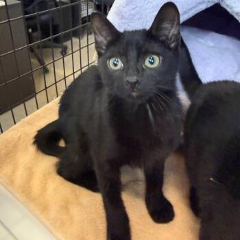 Domestic Short Hair Cats Available for Adoption in Sarasota, Florida - Stardust | PetCurious