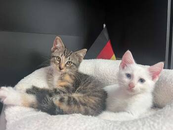 Honey and Zero -  Domestic Short Hair Cat for Adoption in Blaine, Minnesota - Honey And Zero | PetCurious