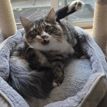 Domestic Long Hair Cats Available for Adoption in Los Angeles, California - Chance | PetCurious