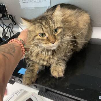 Donatello (Missy -  Domestic Long Hair and Mixed Breed Cat for Adoption in Saint Joseph, Missouri - Donatello (Missy | PetCurious
