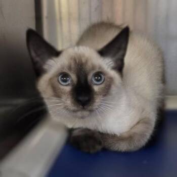 Bottle -  Domestic Short Hair Cat for Adoption in Westland, Michigan - Bottle | PetCurious