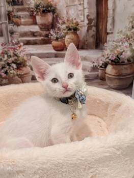 Hersheys -  Domestic Short Hair Cat for Adoption in Fremont, California - Hersheys | PetCurious