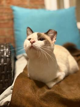 Simon (Courtesy Post) -  Domestic Short Hair Cat for Adoption - Simon (Courtesy Post) | PetCurious