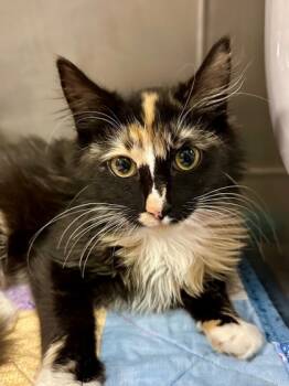 Rescue Domestic Medium Hair and Domestic Short Hair Cats for Adoption in Yakima, Washington - Celeste | PetCurious