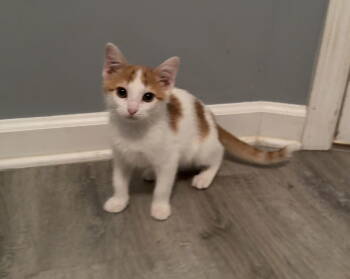 Rescue Tabby and Domestic Short Hair Cats for Adoption in Georgetown, Kentucky - Hunter | PetCurious