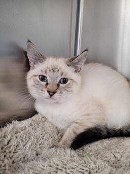 Popcorn -  Domestic Short Hair Cat for Adoption in Logan, Utah - Popcorn | PetCurious