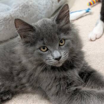 26-364 Carrie -  Domestic Long Hair Cat for Adoption in North Branford, Connecticut - 26-364 Carrie | PetCurious