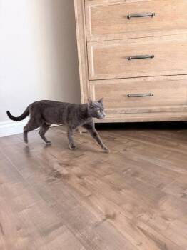 Smokey 5250 -  Domestic Short Hair Cat for Adoption in Bonsall, California - Smokey 5250 | PetCurious