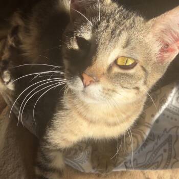Rescue Domestic Short Hair Cats for Adoption in Detroit, Michigan - Frankie | PetCurious