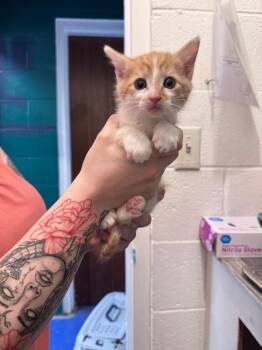 Bert -  Domestic Short Hair Cat Available for Adoption in Johnson City, Tennessee - Bert | PetCurious