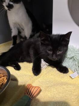 WEED EATER -  Domestic Short Hair Cat for Adoption in Leesburg, Virginia - WEED EATER | PetCurious