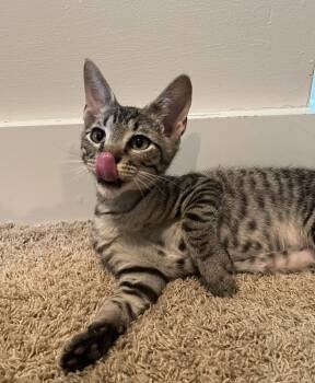 Rescue Domestic Short Hair and Tabby Cats for Adoption in Dallas, Texas - Gizmo | PetCurious