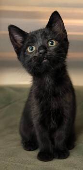 Tyra -  Domestic Short Hair Cat for Adoption in Columbia, Tennessee - Tyra | PetCurious