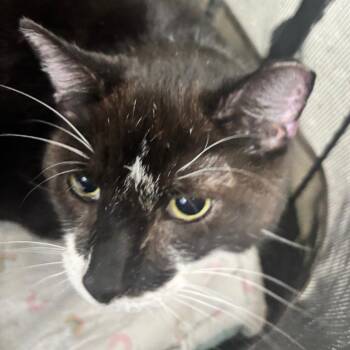 Domestic Short Hair and Mixed Breed Cats Available for Adoption in Indianapolis, Indiana - Kittle | PetCurious