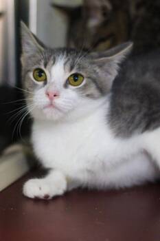 Rescue Domestic Short Hair Cats for Adoption in Calhoun, Kentucky - Chipotle | PetCurious