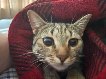 Rescue Tabby Cats for Adoption in Frederick, Maryland - Gigi - Courtesy Post | PetCurious