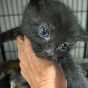 Blake -  Domestic Short Hair Cat for Adoption in Burlington, Iowa - Blake | PetCurious