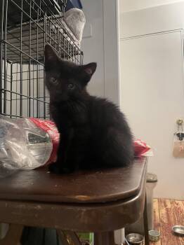 Qasim -  Domestic Short Hair Cat Available for Adoption in Trenton, New Jersey - Qasim | PetCurious