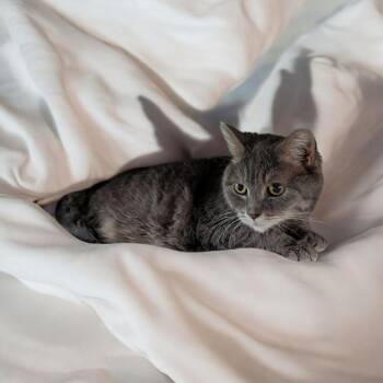 Rescue Domestic Short Hair Cats for Adoption in Chuckey, Tennessee - Luna NJ | PetCurious