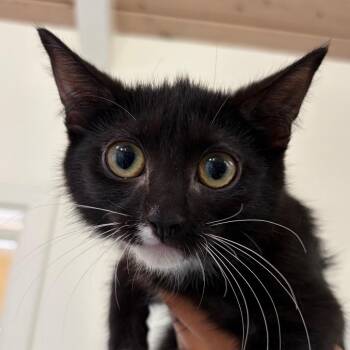 Annika -  Domestic Short Hair Cat for Adoption in Goleta, California - Annika | PetCurious