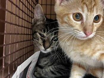 Danny -  Domestic Short Hair Cat for Adoption in Austin, Texas - Danny | PetCurious