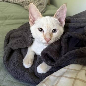 Gotham -  Siamese Cat for Adoption in Richmond, Virginia - Gotham | PetCurious