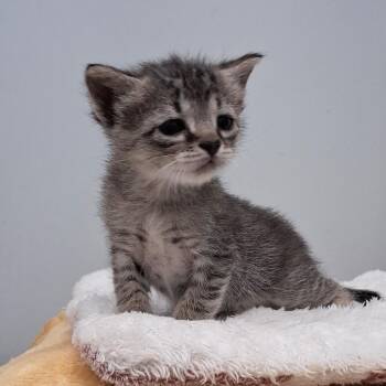 Domestic Short Hair Cats Available for Adoption in Charleston, South Carolina - Eloise | PetCurious
