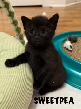 Rescue Domestic Short Hair Cats for Adoption in Libertyville, Illinois - Sweetpea | PetCurious