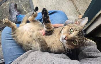Moxie -  Domestic Short Hair Cat for Adoption in Sherwood, Oregon - Moxie | PetCurious