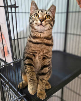 Rescue Domestic Short Hair Cats for Adoption in Novato, California - Nyx | PetCurious