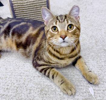 Aldrich -  Bengal Cat for Adoption in Philadelphia, Pennsylvania - Aldrich | PetCurious