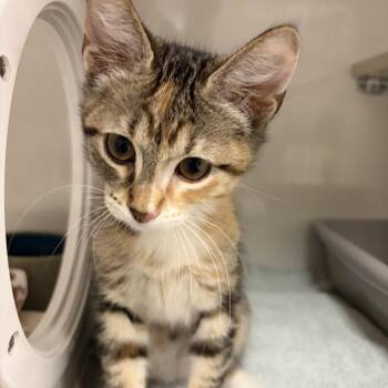Caramel -  Domestic Short Hair Cat for Adoption in Redwood City, California - Caramel | PetCurious