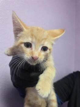61188661 -  Domestic Short Hair Cat for Adoption in El Paso, Texas - 61188661 | PetCurious