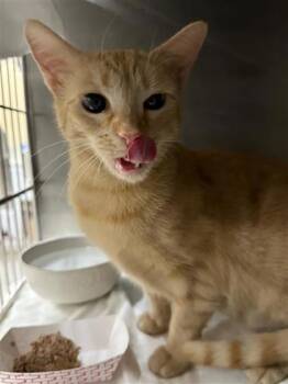 Shakespurr -  Domestic Short Hair Cat for Adoption in Largo, Florida - Shakespurr | PetCurious