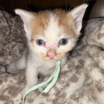 Buttercup (mint green collar) -  Domestic Short Hair Cat for Adoption in Michigan City, Indiana - Buttercup (mint Green Collar) | PetCurious