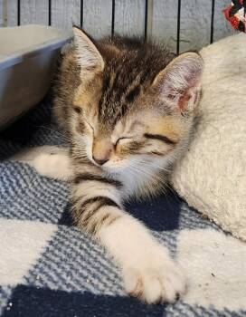 Domestic Short Hair Cats Available for Adoption - Pixie | PetCurious