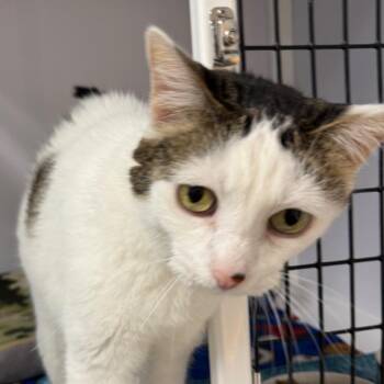 Suzy -  Domestic Short Hair Cat for Adoption in Peoria, Illinois - Suzy | PetCurious
