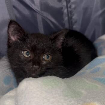 Cookie -  Domestic Short Hair Cat for Adoption in Milan, Illinois - Cookie | PetCurious