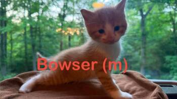 Domestic Medium Hair Cats Available for Adoption in New Bern, North Carolina - BOWSER Kitten (m) | PetCurious