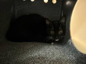 Laso -  Domestic Short Hair Cat for Adoption in New York, New York - Laso | PetCurious
