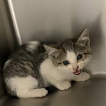 Charlie -  Domestic Short Hair Cat Available for Adoption in Elberon, Virginia - Charlie | PetCurious