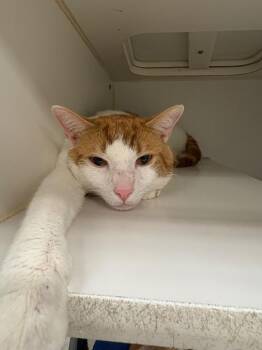 Domestic Short Hair Cats Available for Adoption in Johnson City, Tennessee - Tom Boy (Crocus) | PetCurious