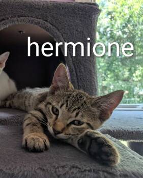 Hermione -  Domestic Short Hair Cat for Adoption in Kansas City, Missouri - Hermione | PetCurious