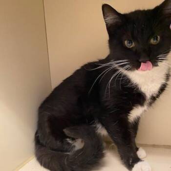 Domestic Short Hair Cats Available for Adoption in Dayton, Ohio - Sombra | PetCurious